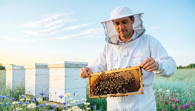 Пчеловод в белом костюме с рамкой с сотами на фоне ульев на пасеке. Обучение пчеловодству и профессиональная переподготовка.